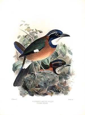 Seller image for Blueheaded Ground Roller (Atelornis pittoides) Hand-Colored Plate for sale by Natural History Books