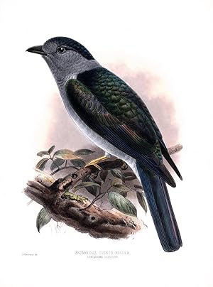 Seller image for Anomalous Cuckoo-Roller (Leptosoma discolor) Hand-Colored Plate for sale by Natural History Books