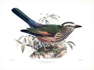 Seller image for Olive Crowned Roller (Coracias mosambicanus) Hand-Colored Plate for sale by Natural History Books