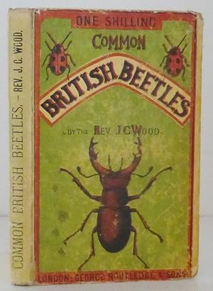 Common British Beetles