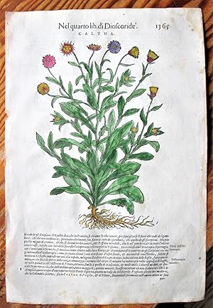 Antique Woodcut Engravings: Botany- Caltha and Carofano Indiano Maggiore