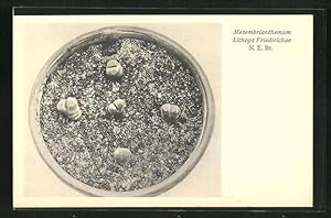 Bild des Verkufers fr Ansichtskarte Mesembrianthemum Lithops Friedirichae zum Verkauf von Bartko-Reher