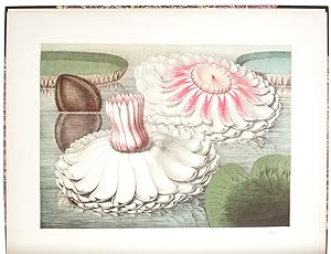 Image du vendeur pour Victoria Regia; or the Great Water Lily of America. With a brief account of its discovery and introduction into cultivation: with illustrations by William Sharp, from specimens grown at Salem, Massachusetts, U.S.A. mis en vente par Donald A. Heald Rare Books (ABAA)