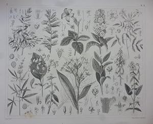 Orig. Stahlstich: Pflanzen - Anschauungstafel Pflanzen / Blumen Nummer 276. G. Heck, Wagenschieber,