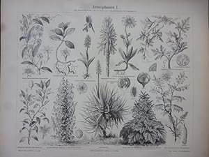 Orig. Holzstich: Arzt - Arzneipflanzen I. Meyers Konversations-Lexikon, 4. Aufl., Bibliographisch...