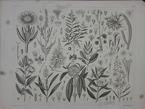 Orig. Stahlstich: Pflanzen - Anschauungstafel Pflanzen / Blumen Nummer 326. G. Heck, Wagenschieber.