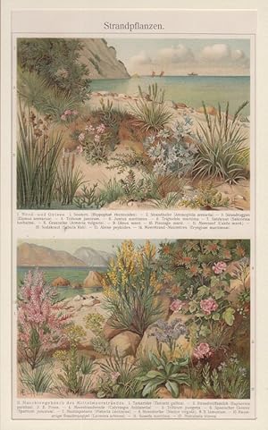 Orig. Chromolithographie: Strandpflanzen. Aus "Brockhaus Konversations-Lexikon", 14. Auflage.