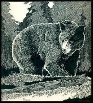 Seller image for BLACK BEAR for sale by W. Fraser Sandercombe