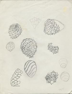 11 Studies: Pine Cone