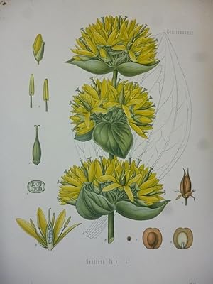 Orig. Farblithographie, Steindruck: Gentiana lutea L.
