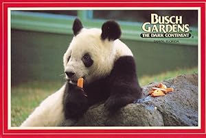 Chinese Giant Panda at Busch Gardens Florida 1980s Postcard