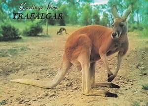 Greetings From Trafalgar Australian Red Kangaroo Metallic Postcard
