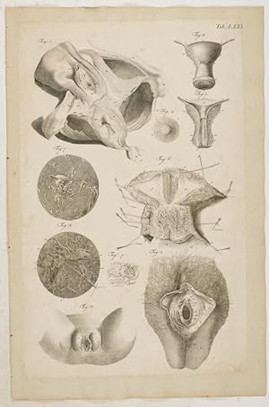 Bild des Verkufers fr Anatomische Tafeln: zum Verkauf von Antiq. F.-D. Shn - Medicusbooks.Com