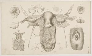 Bild des Verkufers fr Anatomische Tafeln: zum Verkauf von Antiq. F.-D. Shn - Medicusbooks.Com