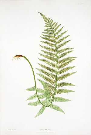 Seller image for Lastrea Filix-mas [Male Crested Wood Fern] for sale by Donald A. Heald Rare Books (ABAA)