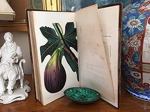 Image du vendeur pour Pomologia Britannica; or, Figures and Descriptions of the Most Important Varieties of Fruit Cultivated in Great Britain. mis en vente par Colin Page Books