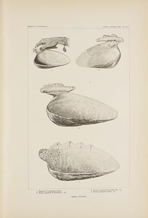 Art in Shell of the Ancient Americans (pp.185-310, 57 Taf.).