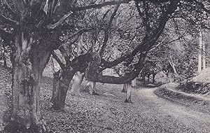 Bent Tree Lions Mouth Cromer Norfolk Antique Postcard