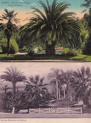 Lisboa Botanical Gardens Jardim Botanico Portugal 2x Postcard