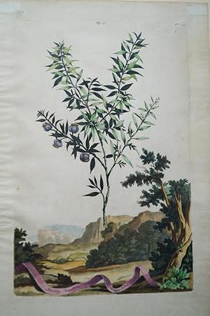 Imagen del vendedor de Myrtus tenuifolia Fructu Albo. Original kolorierter Kupferstich um 1696. Plattenma ca. 32 x 21 cm. Blattgre ca. 38,5 x 25 cm. a la venta por Treptower Buecherkabinett Inh. Schultz Volha
