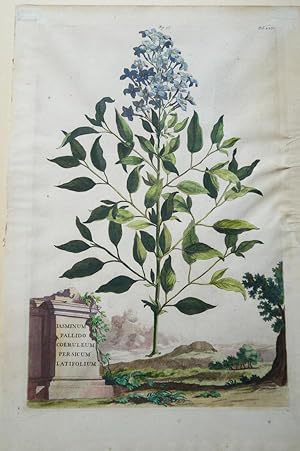 Imagen del vendedor de Jasminum Pallido Coeruleum Persicum Latifolium. Original kolorierter Kupferstich um 1696. Plattenma ca. 32 x 21 cm. Blattgre ca. 38,5 x 25 cm. a la venta por Treptower Buecherkabinett Inh. Schultz Volha