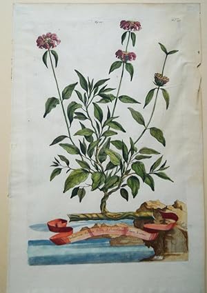 Imagen del vendedor de Verbascum salviae folio arborescens flore luteo. Original kolorierter Kupferstich um 1696. Plattenma ca. 32 x 21 cm. Blattgre ca. 38,5 x 25 cm. a la venta por Treptower Buecherkabinett Inh. Schultz Volha