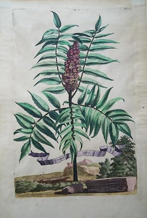 Imagen del vendedor de Sumach Arbor. Original kolorierter Kupferstich um 1696. Plattenma ca. 32 x 21 cm. Blattgre ca. 38,5 x 25 cm. a la venta por Treptower Buecherkabinett Inh. Schultz Volha
