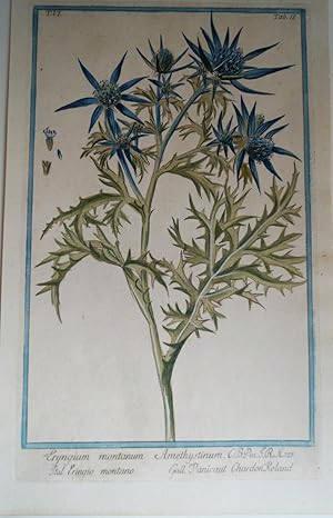 Eryngium montanum Amethystinum. Altkolorierter Original Kupferstich aus Hortus Romanus 1772-93.