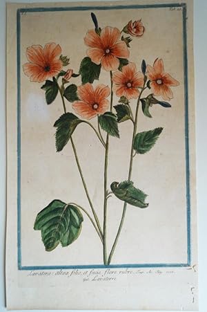 Lavatera: altoeoe folio, et facie flore rubro. Altkolorierter Original Kupferstich aus Hortus Rom...