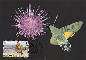 Guernsey Hummingbird Hawk Moth WWF Stamp First Day Cover Postcard