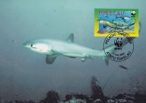 Pelagic Thrasher Shark Tokelau New Zealand WWF Stamp FDC Postcard