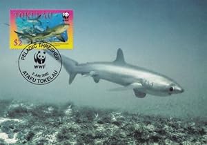 Pelagic Thrasher Shark New Zealand Tokelau Ltd FDC Stamp Postcard