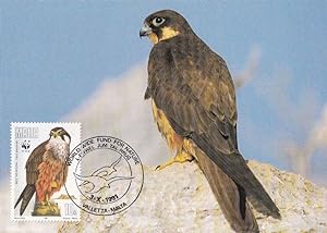 maltese falcon bird