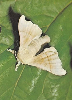 Mulberry Silkmoth Bombyx Mori Moth Postcard