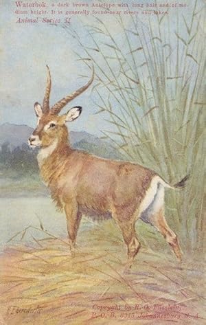 Waterbok Antelope Animal South African WW1 Postcard