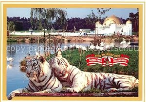Postkarte Carte Postale 73572197 Stukenbrock 20 Jahre Hollywoodpark Safariland Tiger Flamingos St...