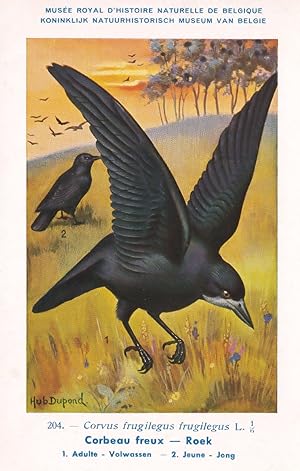 The Rook Corbeau Freux WW2 Bird Vintage Rare Postcard