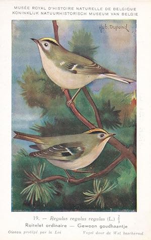 Wren Common Wrens Roitelet Ordinaire Rare WW2 Bird Postcard