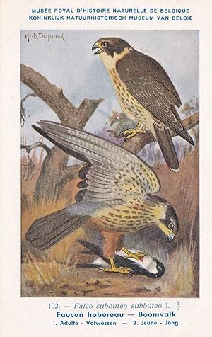 Eurasian Hobby Falco Subbuteo WW2 Antique Rare Bird Postcard