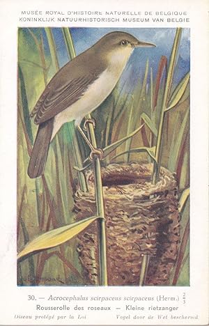 Eurasian Reed Warbler Vintage WW2 Bird Rare Postcard