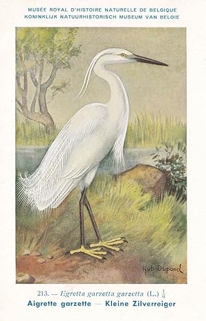 Little Egret Agretta Garzetta WW2 Rare Bird Postcard