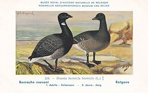 Brante Bernicla Goose Geese WW2 Bird Vintage Rare Postcard