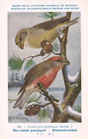 Seller image for Parrot Crossbill Loxia Pytyopsittacus WW2 Bird Vintage Rare Postcard for sale by Postcard Finder
