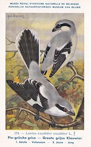 Great Grey Shrike Lanius Excubitor WW2 Bird Rare Postcard