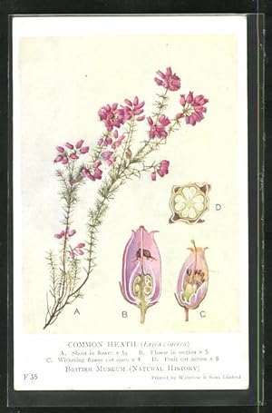 Ansichtskarte British Flowering Plants, Common Heath