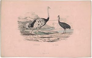 L'Autruche. Le Casoar. [hand-colored lithograph]