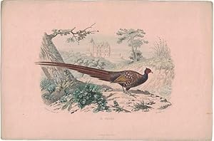 Seller image for Le Faisan [hand-colored lithograph] for sale by Cleveland Book Company, ABAA