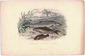 Le Barbillon. La Carpe. La Tanche [hand-colored lithograph]