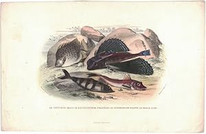 Seller image for Le Chetodon Argus. Le D'Actyloptere Pirapede. Le Centronote Piolote. La Trigle Lyre. [hand-colored lithograph] for sale by Cleveland Book Company, ABAA