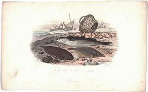 Seller image for Le Mullet. La Sole. La Limande [hand-colored lithograph] for sale by Cleveland Book Company, ABAA